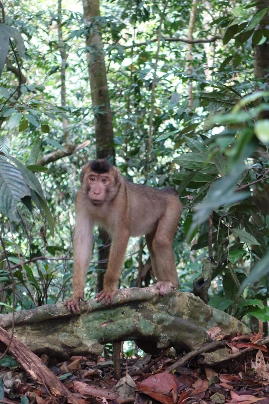 Magpie Homestay & Jungle Trekking Especially For Guest Trekking With Us בוקיט לוואנג חדר תמונה