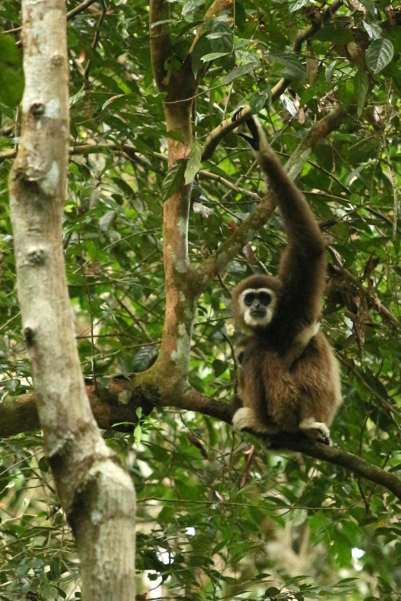 Magpie Homestay & Jungle Trekking Especially For Guest Trekking With Us בוקיט לוואנג מראה חיצוני תמונה