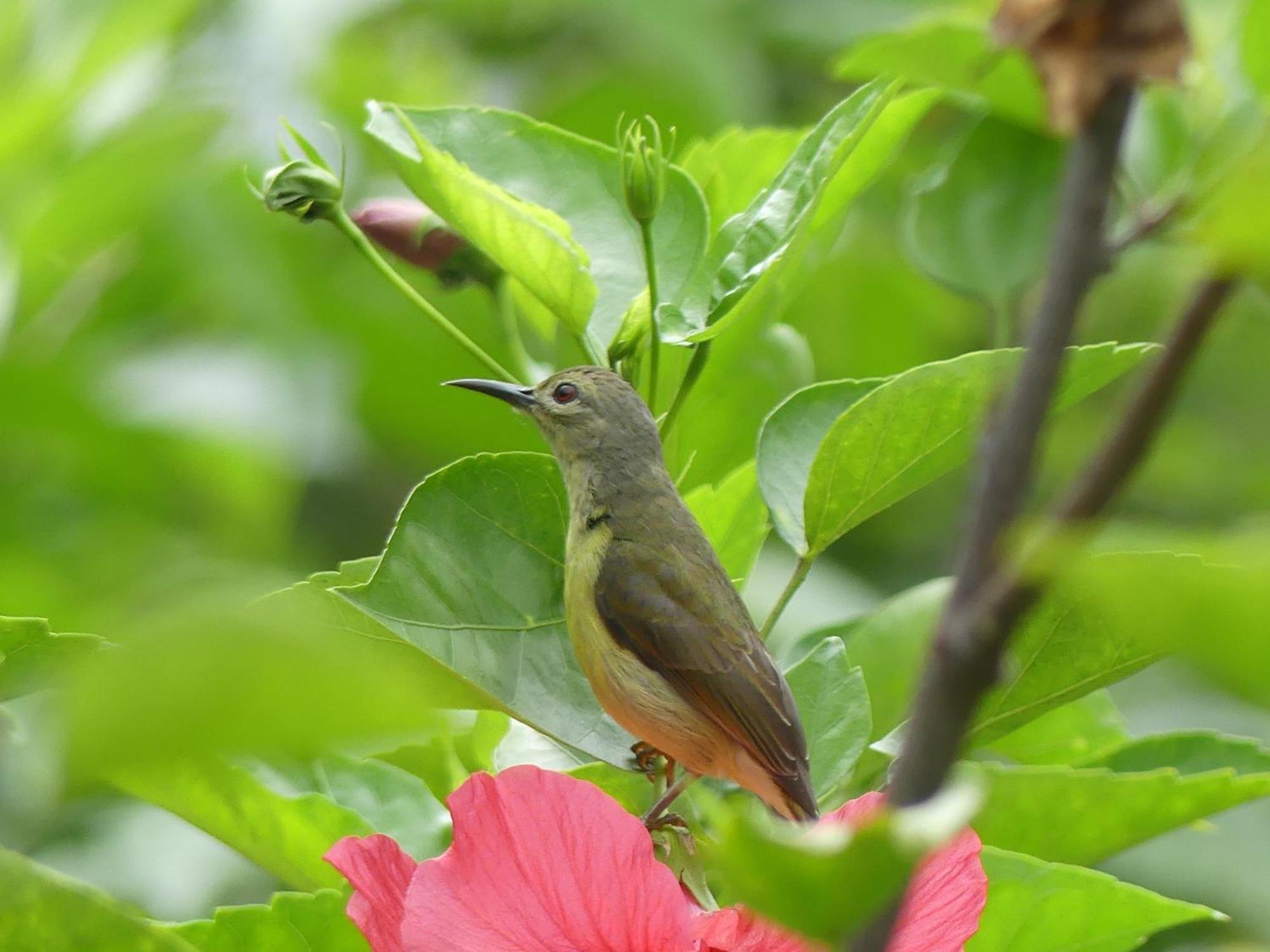 Magpie Homestay & Jungle Trekking Especially For Guest Trekking With Us בוקיט לוואנג חדר תמונה