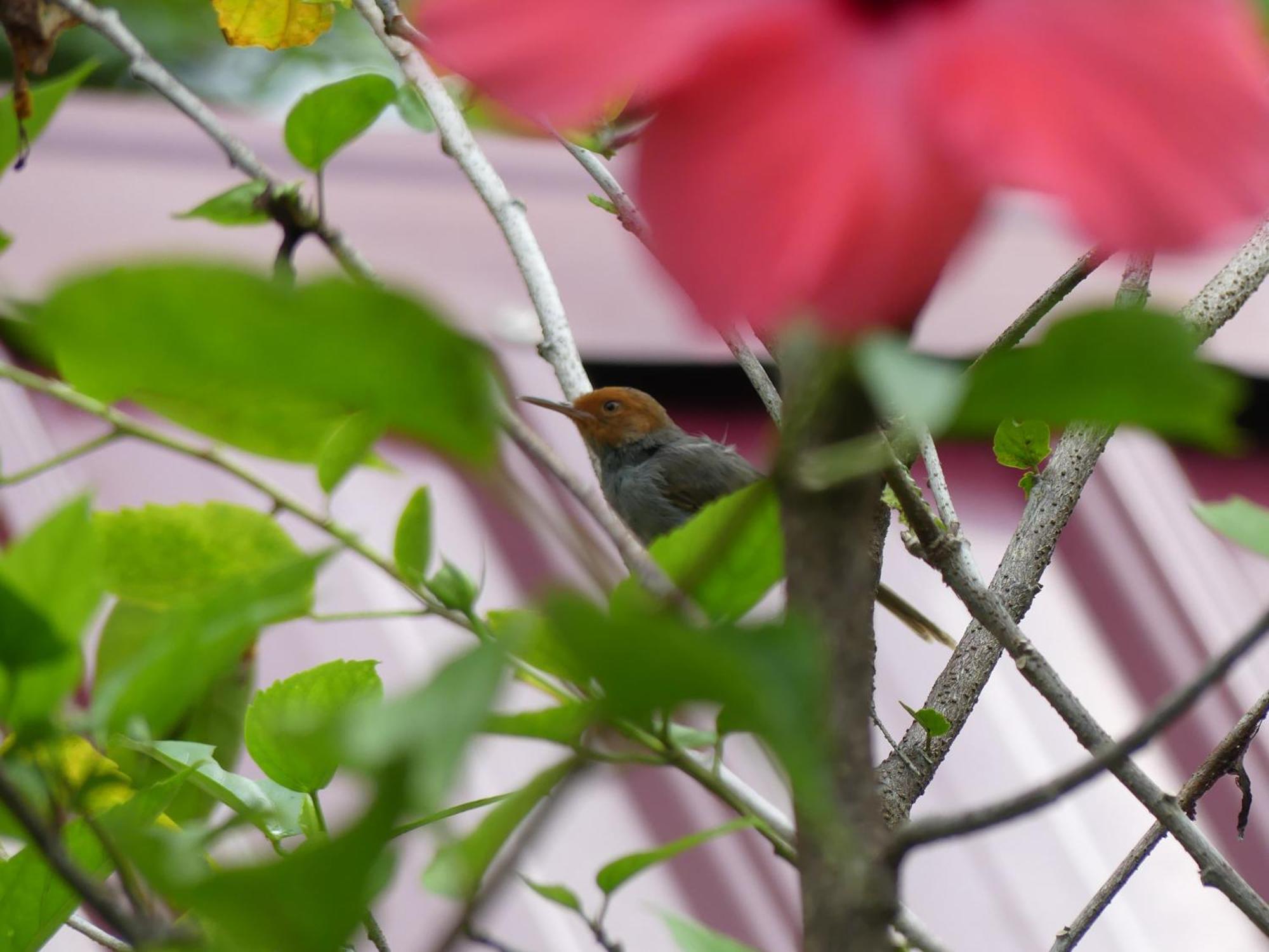 Magpie Homestay & Jungle Trekking Especially For Guest Trekking With Us בוקיט לוואנג חדר תמונה